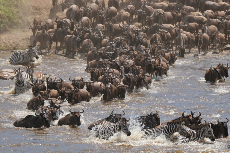 La Grande Migrazione: il viaggio della vita nel Serengeti